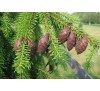 Ель сербская (Picea omoriкa) Р9